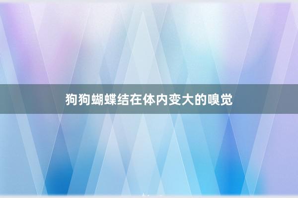 狗狗蝴蝶结在体内变大的嗅觉